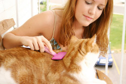 Toiletter un chat à poils longs : nos conseils